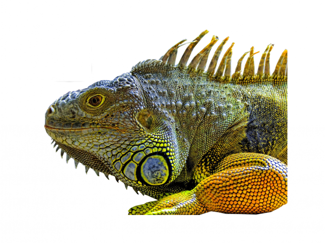 蜥蜴_lizard_lizard