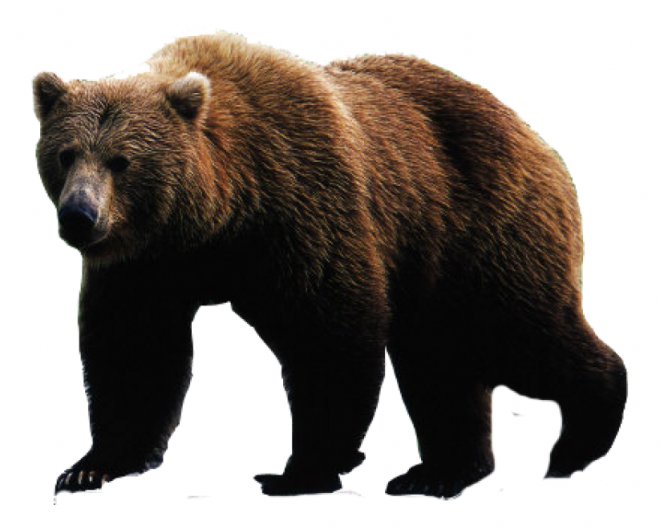 熊_bear_黑熊_棕熊_bear