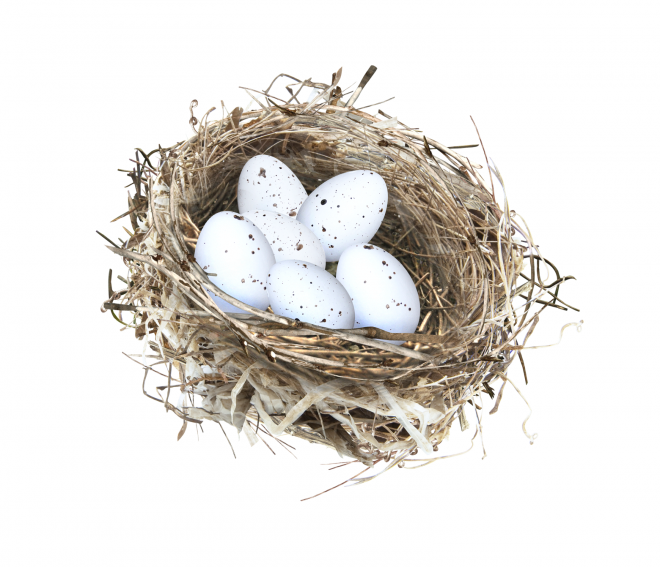 自然_鳥巢_鳥窩_巢穴_鳥蛋_nest_nest