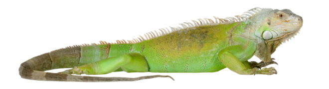 蜥蜴_鬣鱗蜥_iguana_iguana