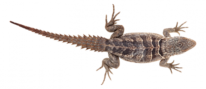 壁虎_蜥蜴_gecko_gecko