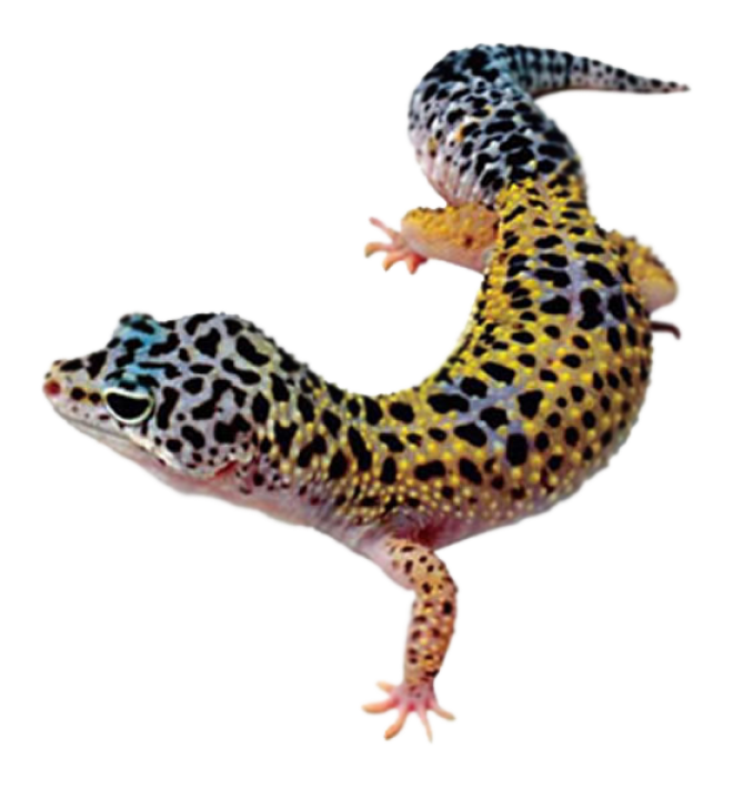 壁虎_蜥蜴_gecko_gecko