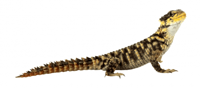 蜥蜴_lizard_lizard