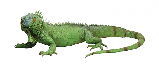 蜥蜴_鬣鱗蜥_iguana_iguana