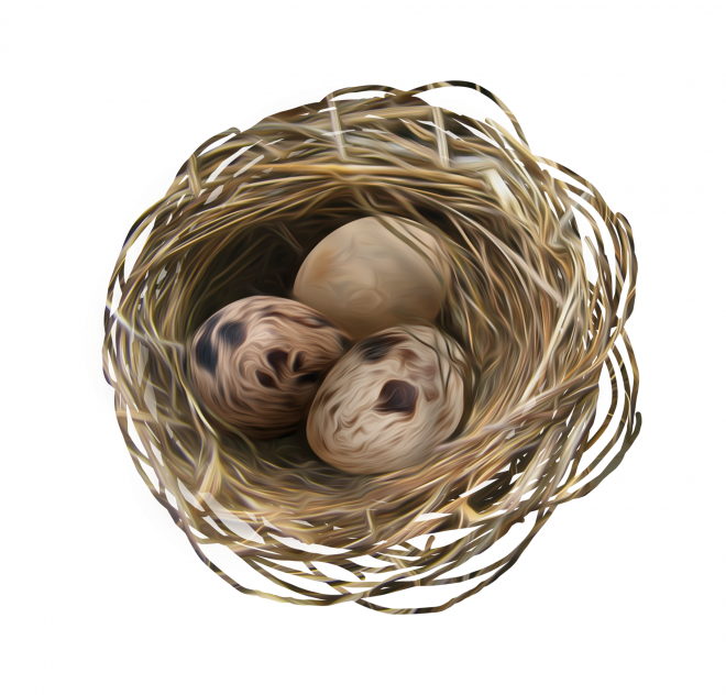自然_鳥巢_鳥窩_巢穴_鳥蛋_nest_nest
