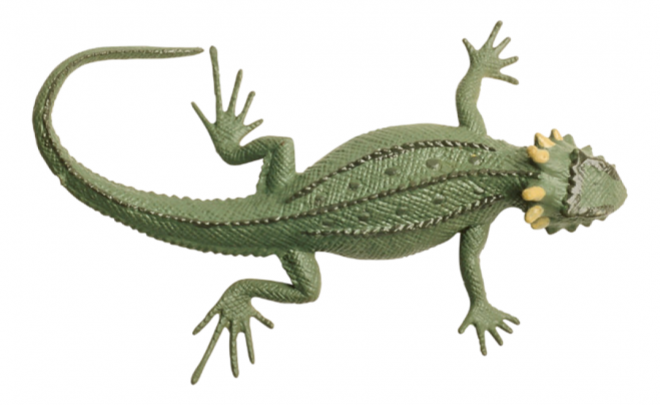 蜥蜴_lizard_lizard