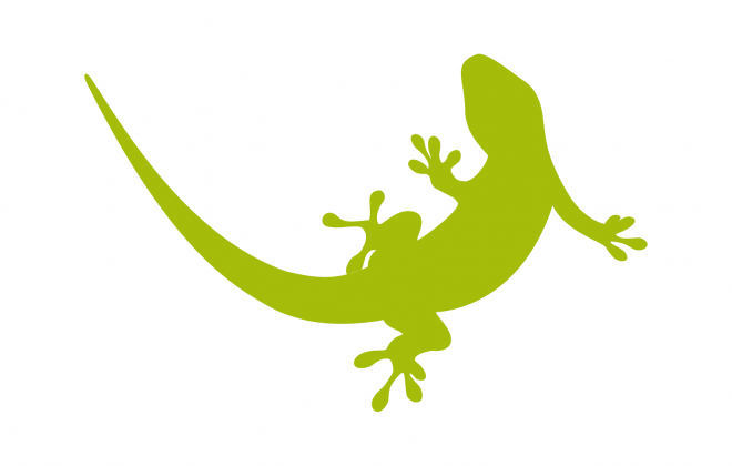 壁虎_蜥蜴_gecko_gecko