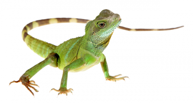 蜥蜴_lizard_lizard