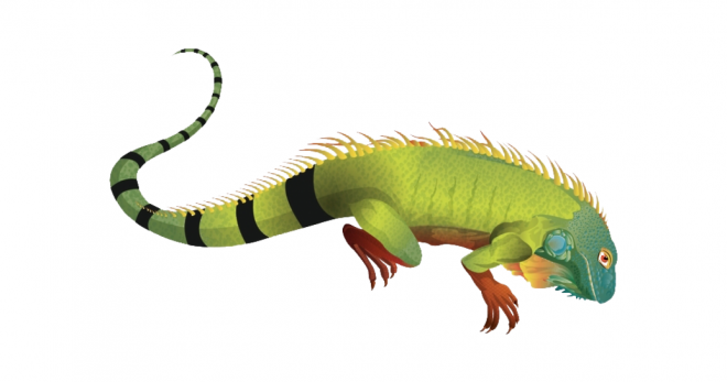 蜥蜴_鬣鱗蜥_iguana_iguana