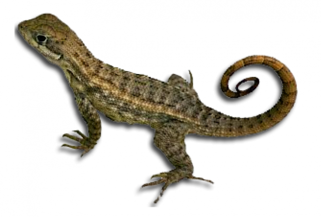 蜥蜴_lizard_lizard