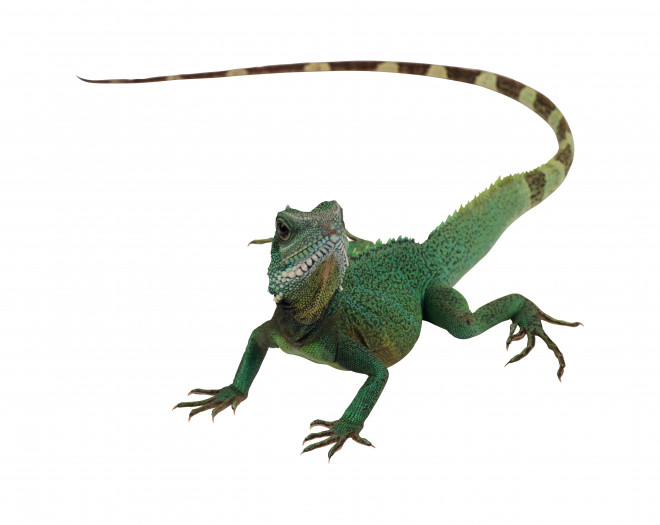 蜥蜴_lizard_lizard