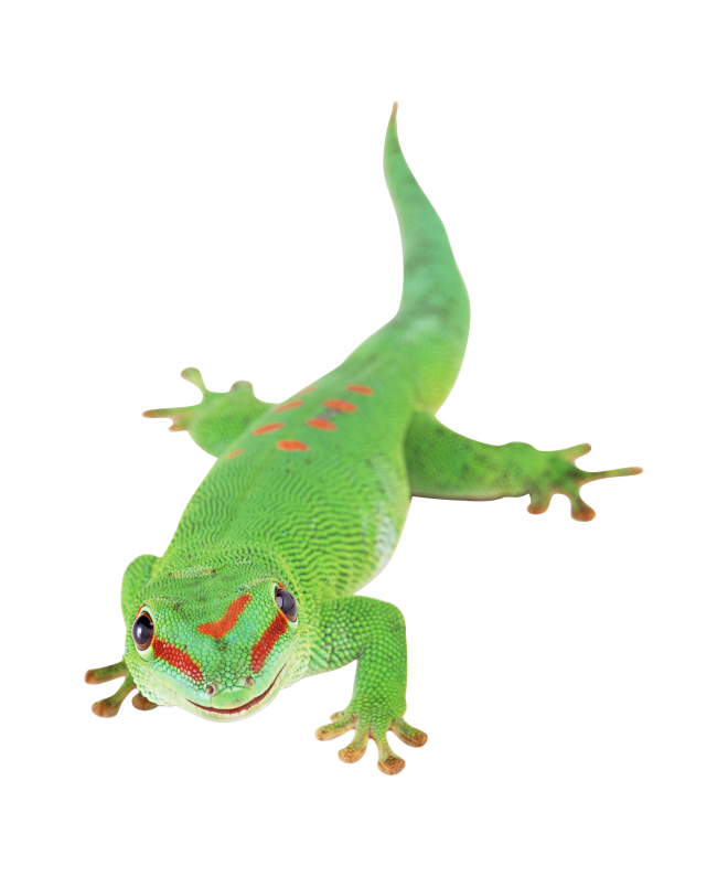 蜥蜴_lizard_lizard