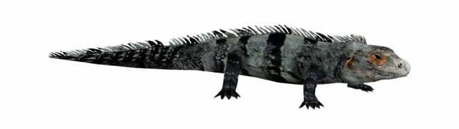 蜥蜴_鬣鱗蜥_iguana_iguana