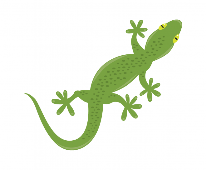 壁虎_蜥蜴_gecko_gecko