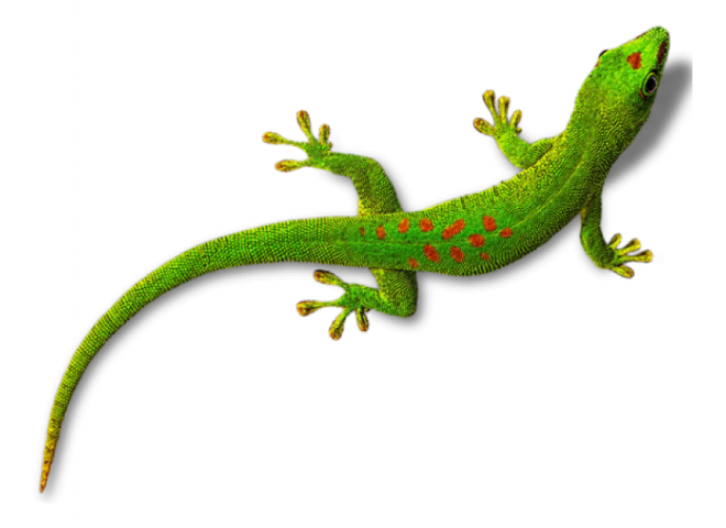 壁虎_蜥蜴_gecko_gecko