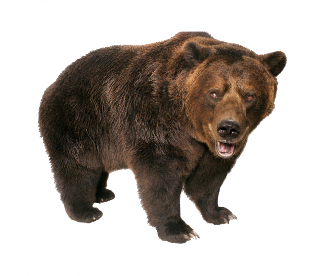 熊_bear_黑熊_棕熊_bear