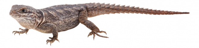 壁虎_蜥蜴_gecko_gecko