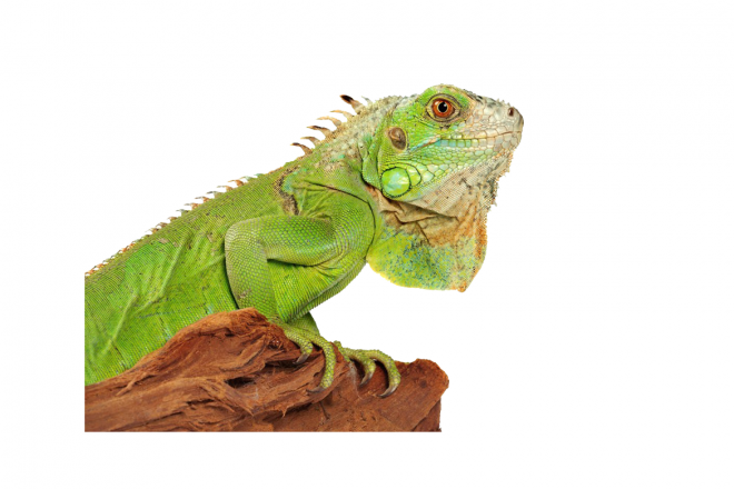 蜥蜴_鬣鱗蜥_iguana_iguana