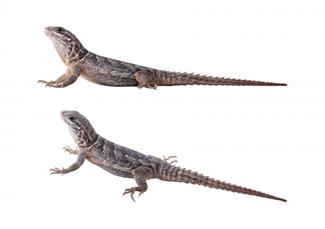 壁虎_蜥蜴_gecko_gecko