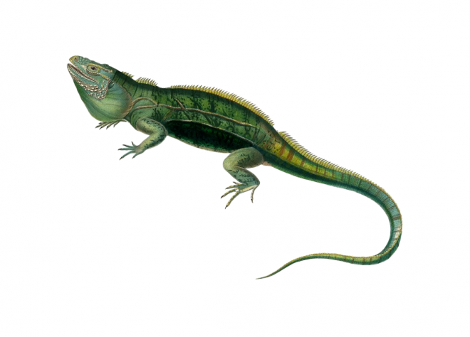 蜥蜴_鬣鱗蜥_iguana_iguana