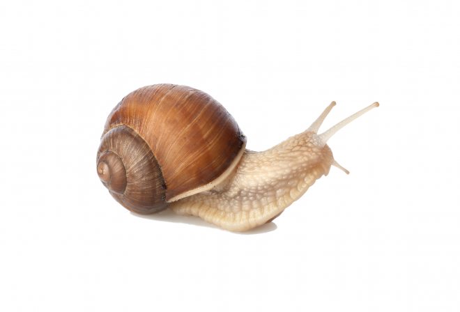 蜗牛_蜗娄牛_snails_snails