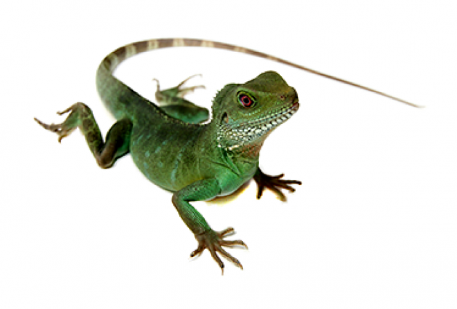 蜥蜴_lizard_lizard