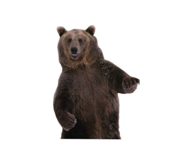 熊_bear_黑熊_棕熊_bear