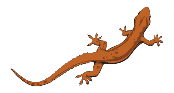 蜥蜴_lizard_lizard