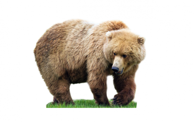 熊_bear_黑熊_棕熊_bear