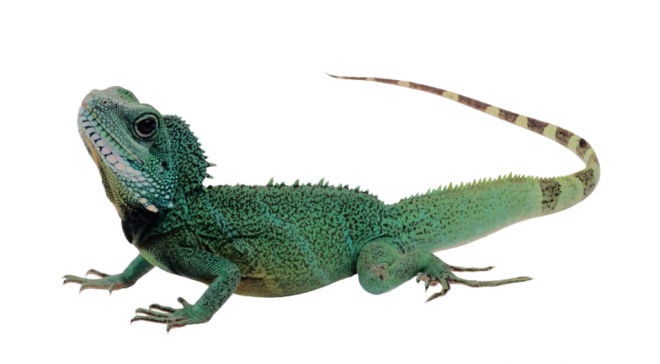 蜥蜴_鬣鱗蜥_iguana_iguana