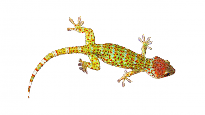 壁虎_蜥蜴_gecko_gecko