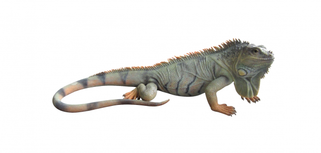 蜥蜴_鬣鱗蜥_iguana_iguana