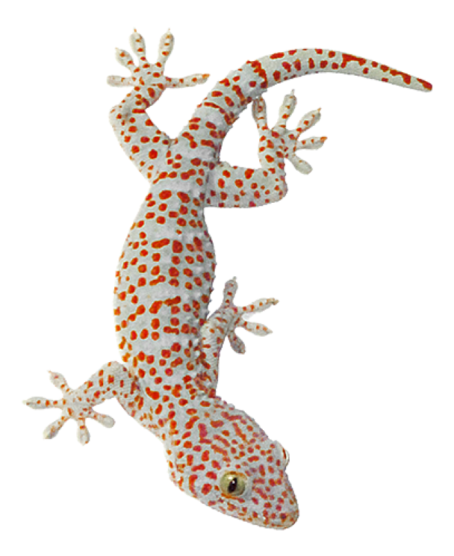 壁虎_蜥蜴_gecko_gecko