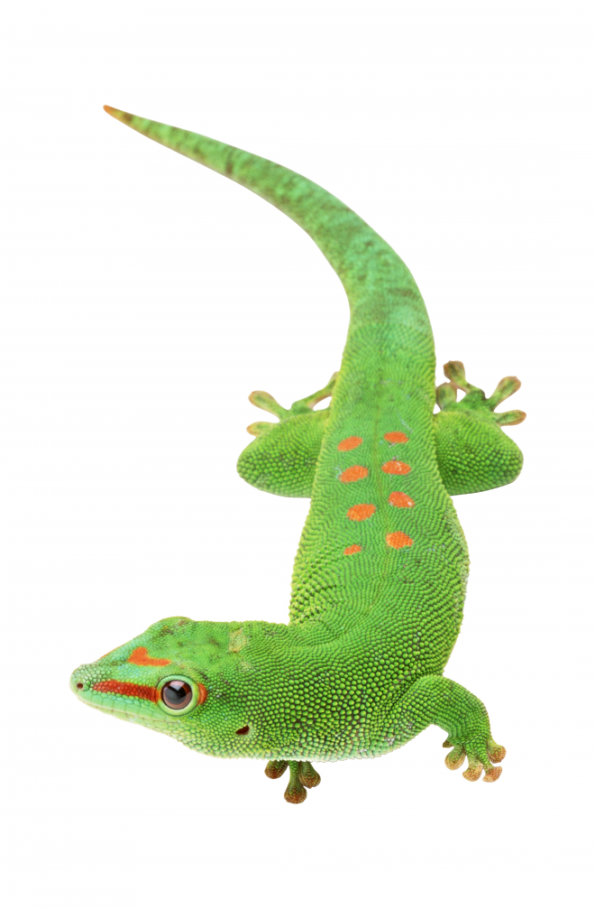 壁虎_蜥蜴_gecko_gecko