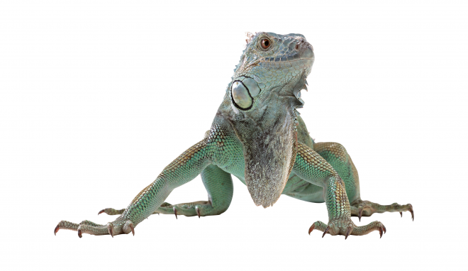 蜥蜴_鬣鱗蜥_iguana_iguana