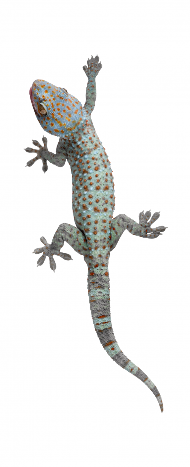 壁虎_蜥蜴_gecko_gecko