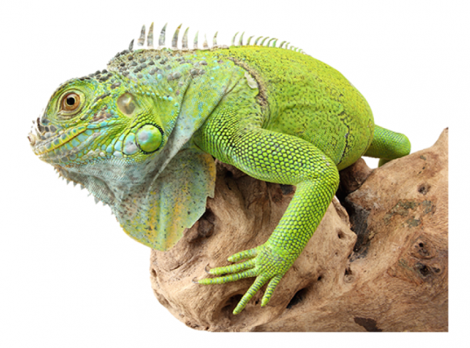 蜥蜴_鬣鱗蜥_iguana_iguana