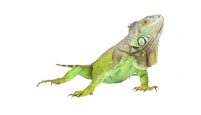 蜥蜴_鬣鱗蜥_iguana_iguana