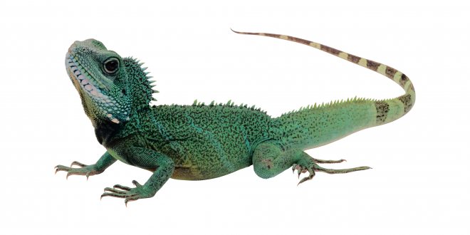 蜥蜴_lizard_lizard