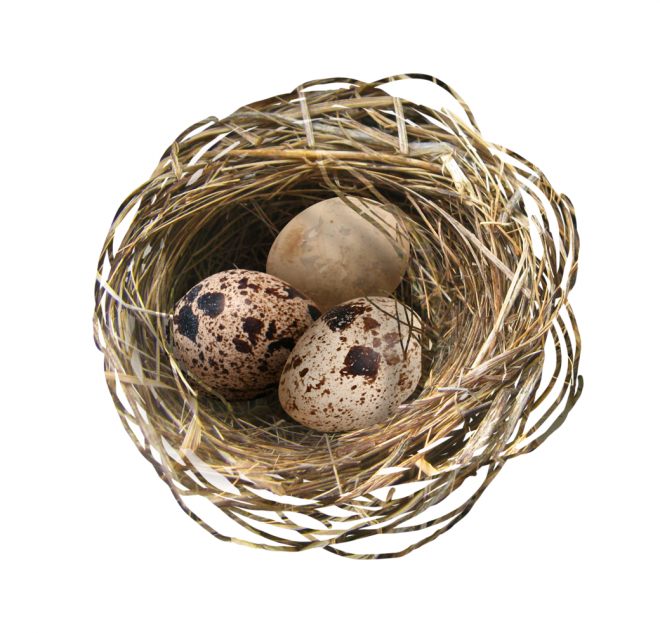 自然_鳥巢_鳥窩_巢穴_鳥蛋_nest_nest