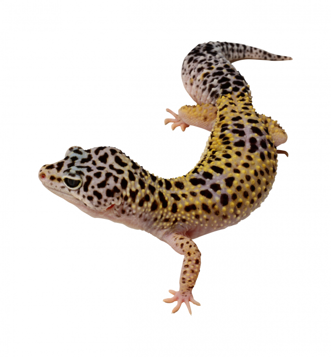 壁虎_蜥蜴_gecko_gecko