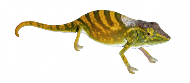 壁虎_蜥蜴_gecko_gecko