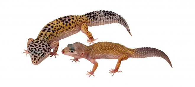 壁虎_蜥蜴_gecko_gecko