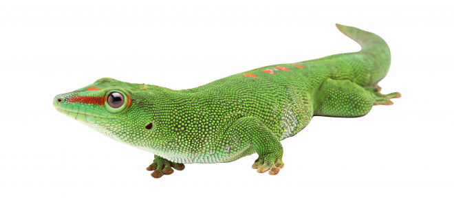 壁虎_蜥蜴_gecko_gecko