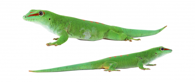 壁虎_蜥蜴_gecko_gecko