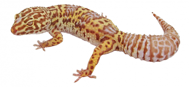 壁虎_蜥蜴_gecko_gecko