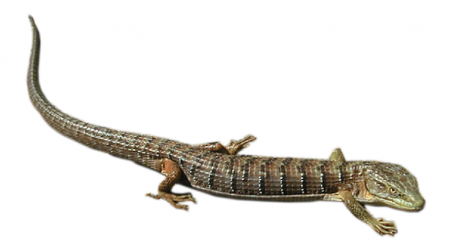 蜥蜴_lizard_lizard