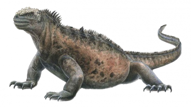 蜥蜴_鬣鱗蜥_iguana_iguana