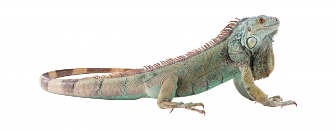 蜥蜴_鬣鱗蜥_iguana_iguana