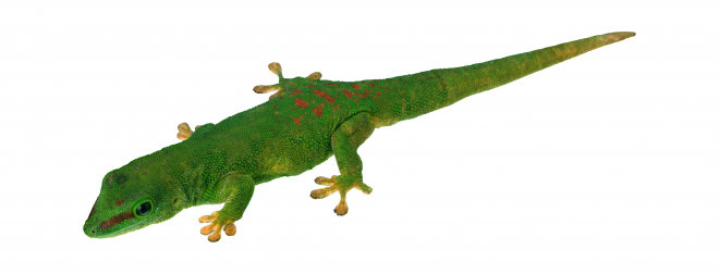 蜥蜴_lizard_lizard